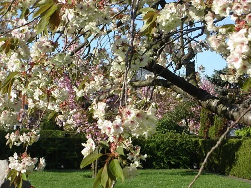 Japanske kirsebærtræ på Thisted Vestre Kirkegård