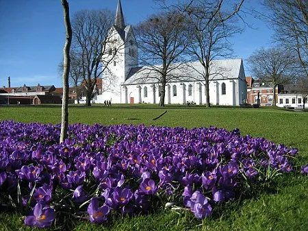 Blomster på den gamle kirkegård med Thisted Kirke i baggrunden