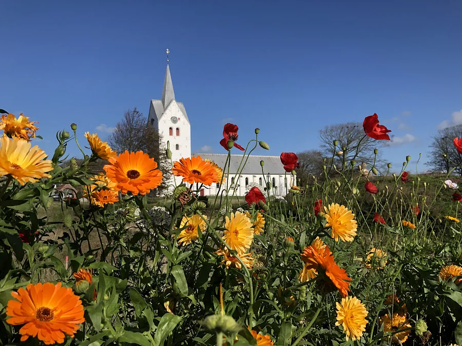 Blomster med Thisted Kirke i baggrunden